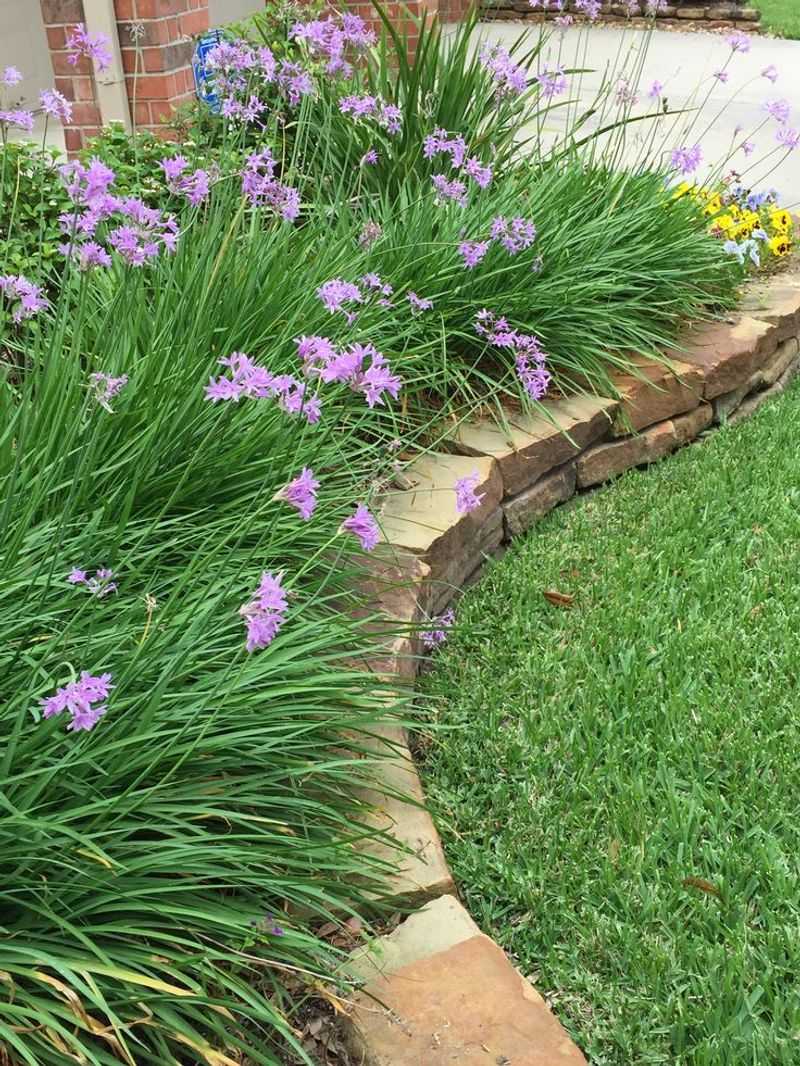 Society Garlic Stays Neat And Adds Color