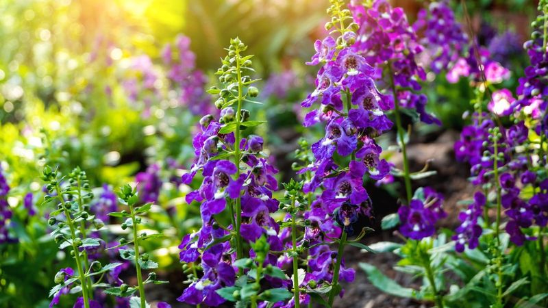 Angelonia Grows Readily From Fresh Cuttings