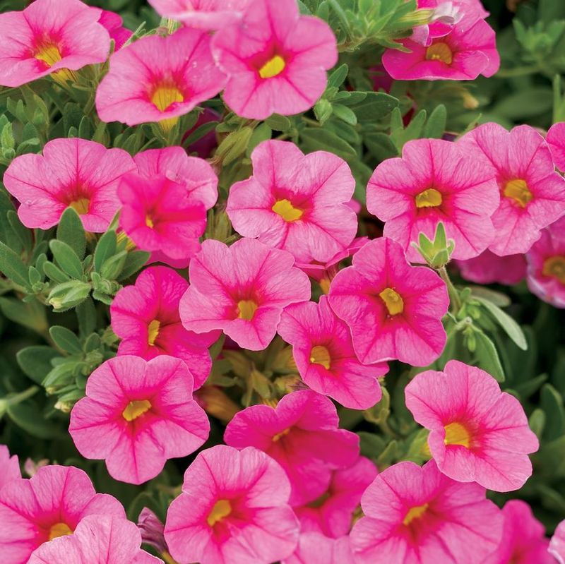 Calibrachoa Fills Containers Without Constant Upkeep