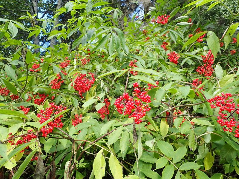 Red Elderberry Helps Fill Bird-Friendly Garden Edges
