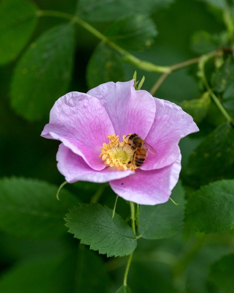 California Wild Rose