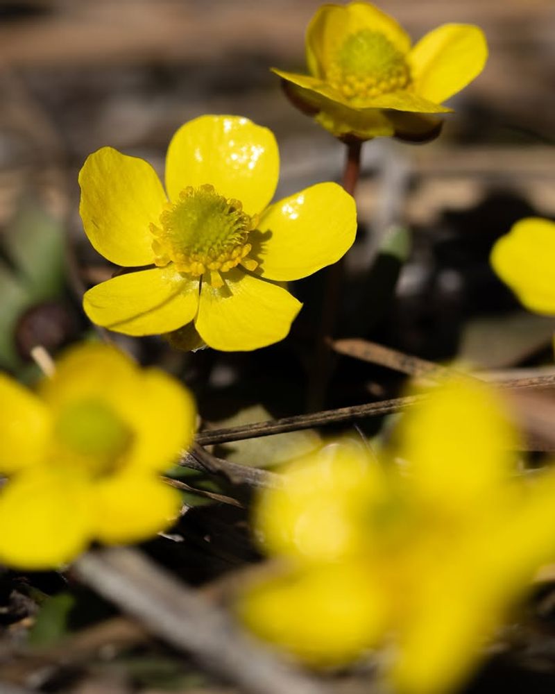 Western Buttercup