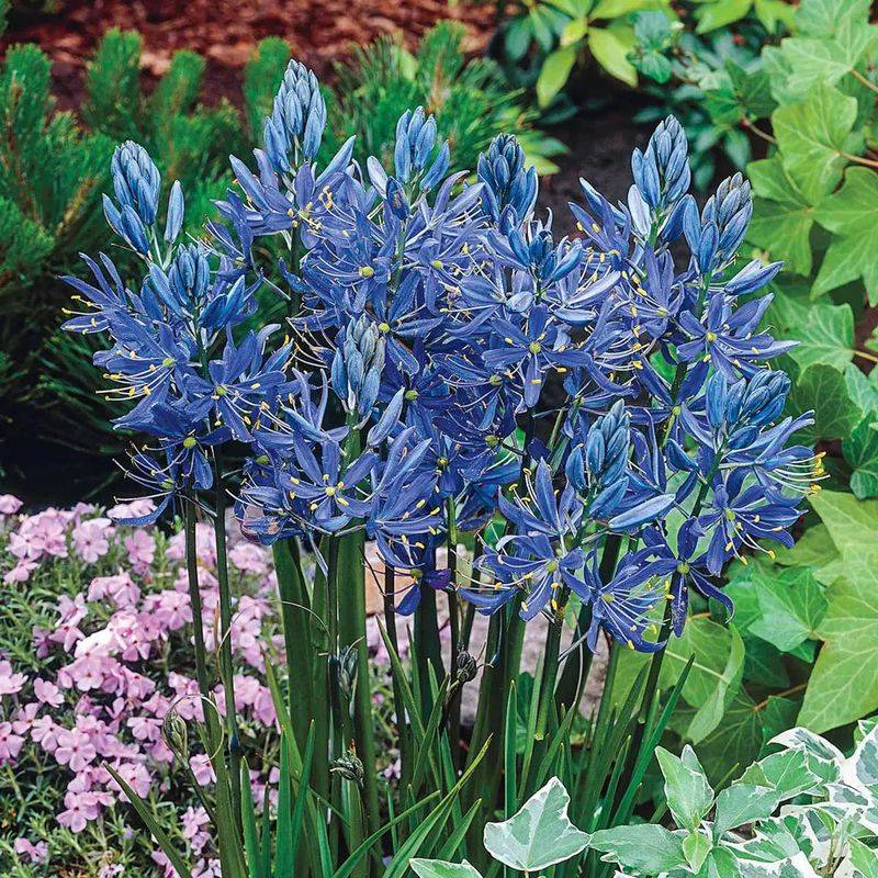 Camas Steals The Show With Graceful Spring Color