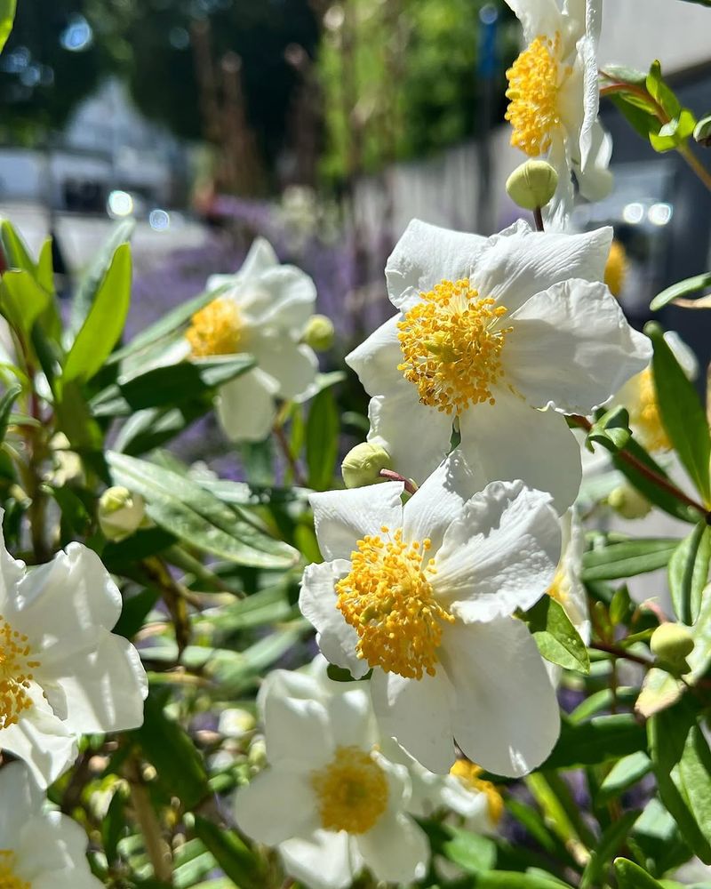 Bush Anemone With Showy White Blooms