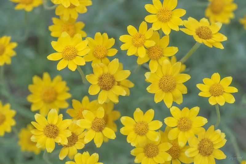Oregon Sunshine For Cheerful Golden Blooms