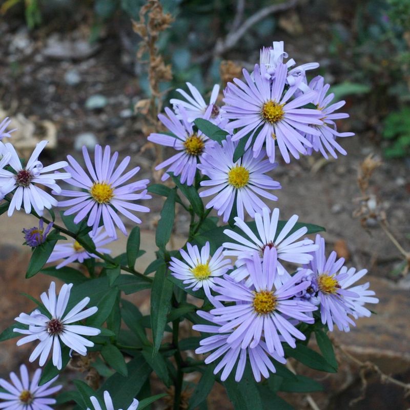Douglas Aster That Finishes The Season Strong