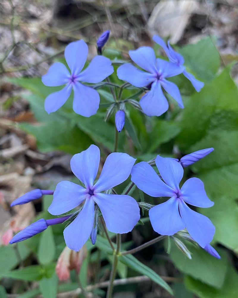Wild Blue Phlox Lighting Up Shady Spots