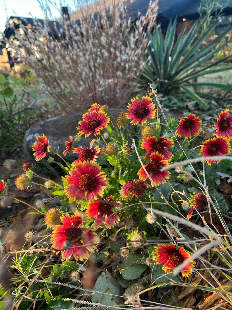 Blanket Flower