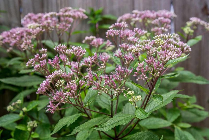 Joe Pye Weed Builds The Kind Of Busy Habitat They Like