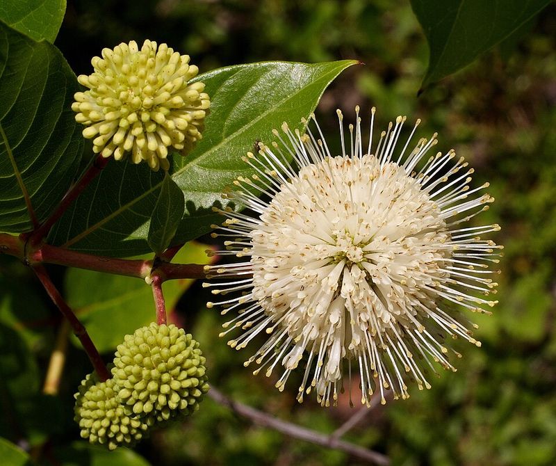 Buttonbush Grows Well In Low And Wet Areas