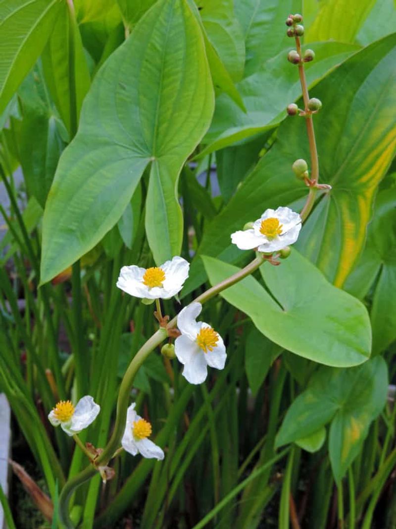 Arrowhead (Sagittaria Latifolia)