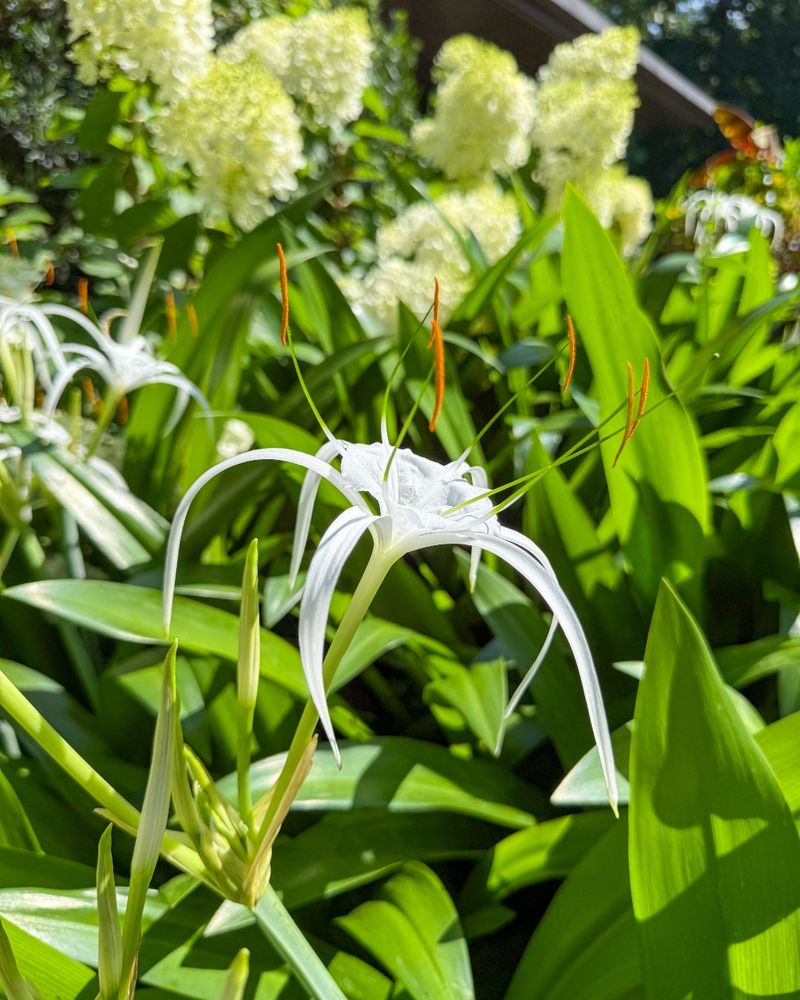 Spider Lily Brings Drama To Moist Florida Beds