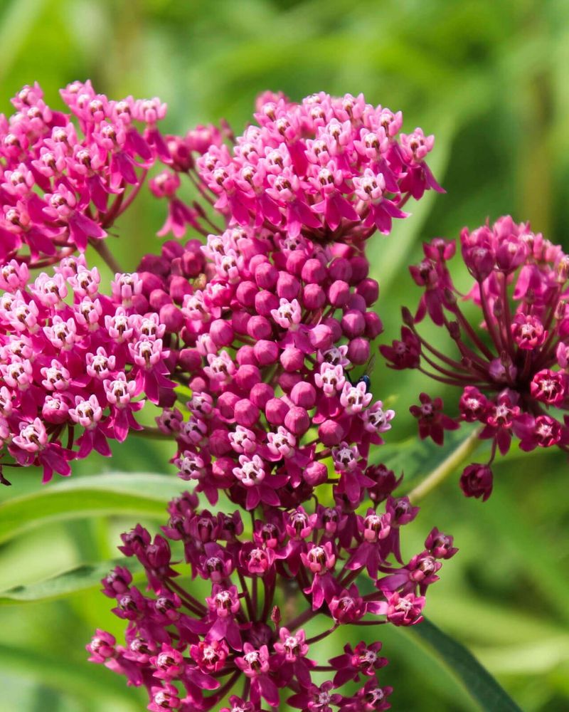 Swamp Milkweed