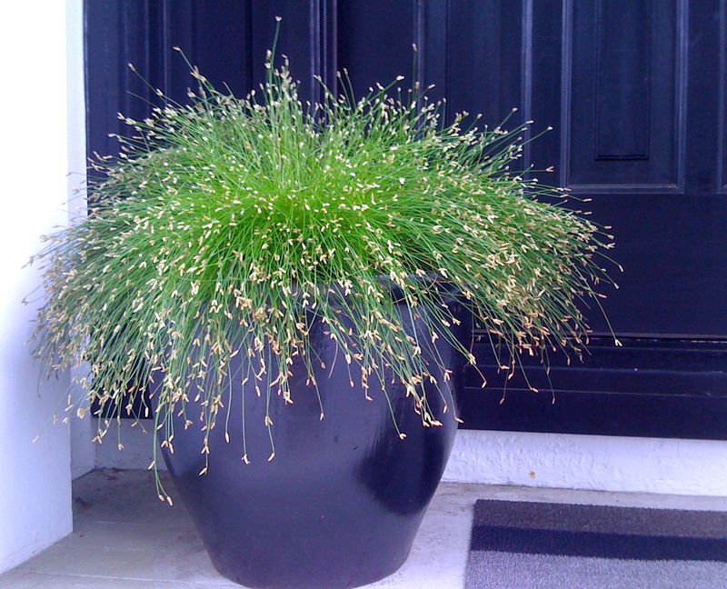 Fiber Optic Grass