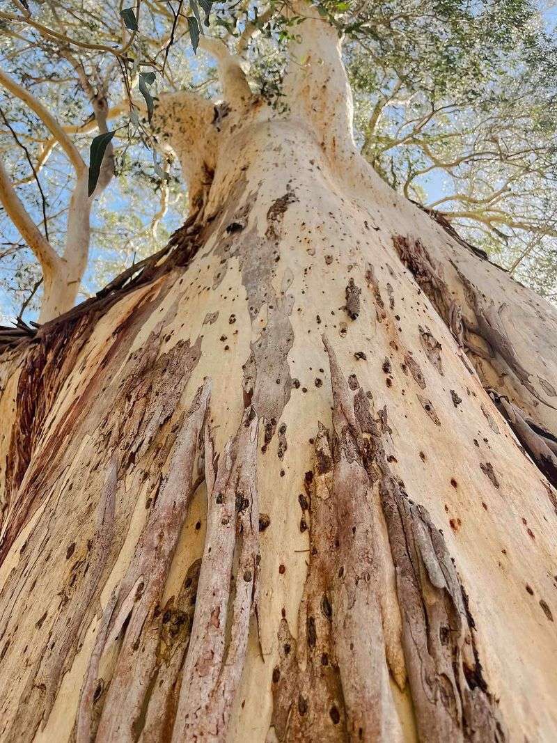 River Red Gum Eucalyptus