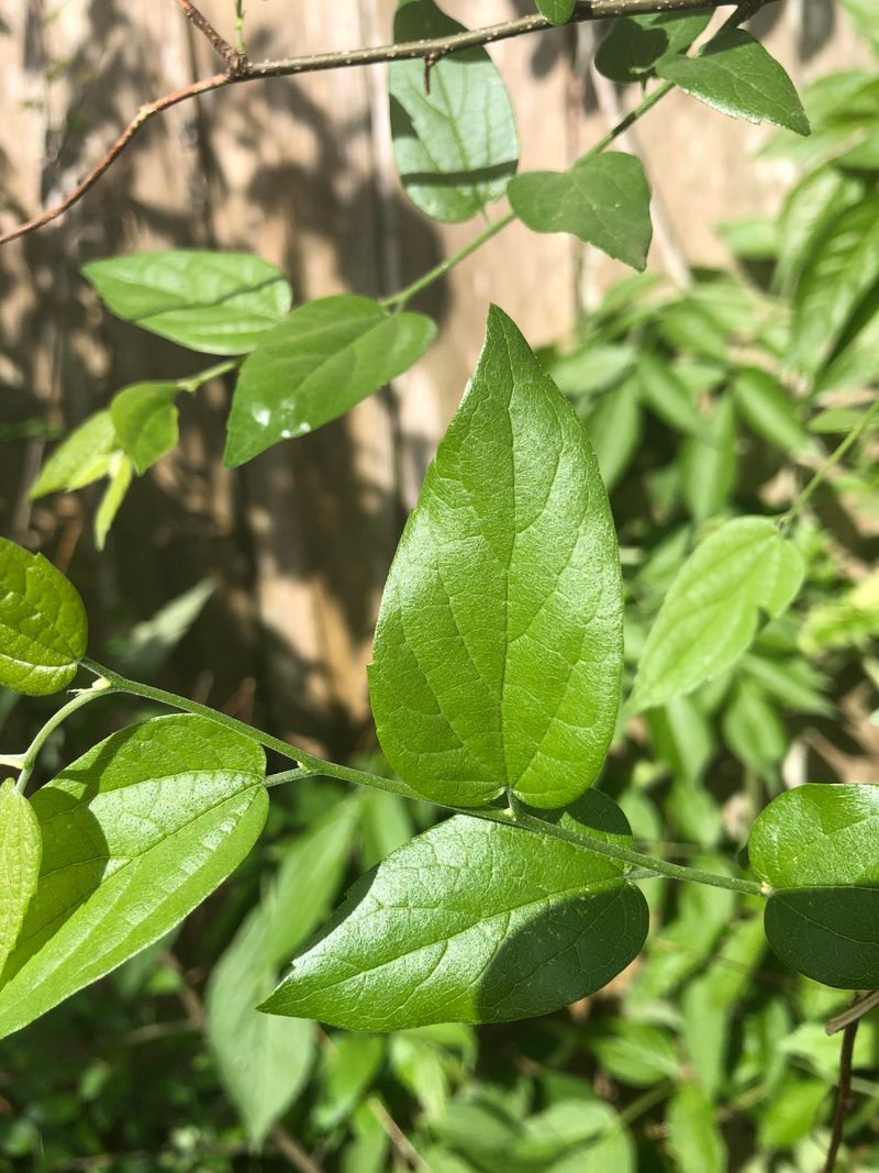 Sugarberry Supporting Wildlife With Hardy Growth