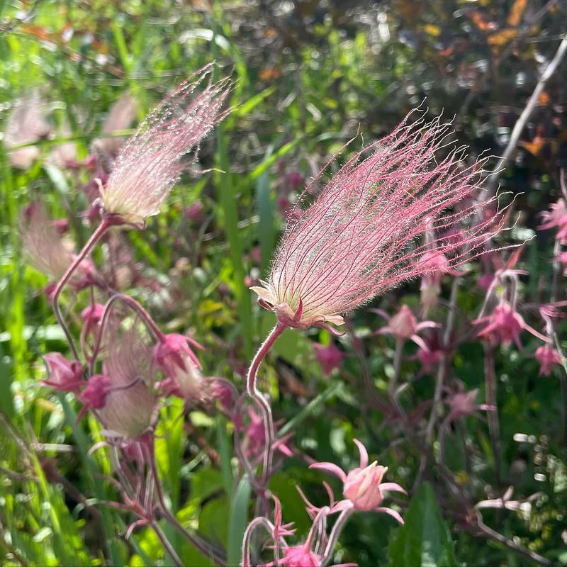 Prairie Smoke (Geum Triflorum)