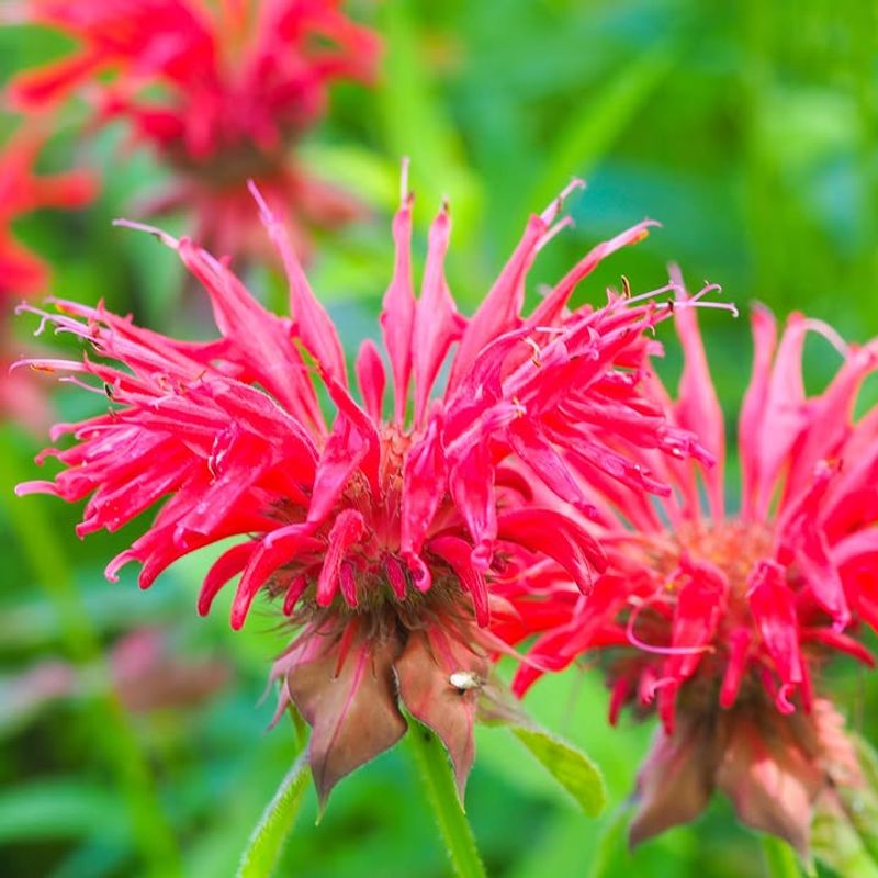 Scarlet Bee Balm (Monarda didyma)