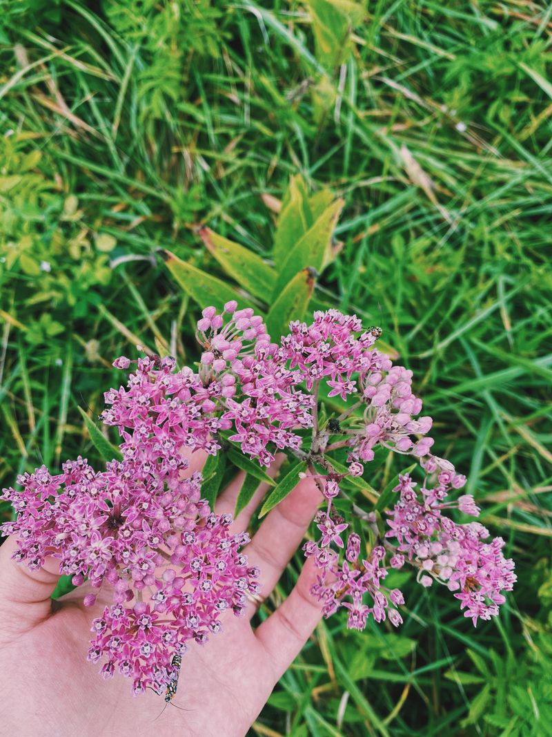 Swamp Milkweed Supports Pollinators As Growth Picks Up