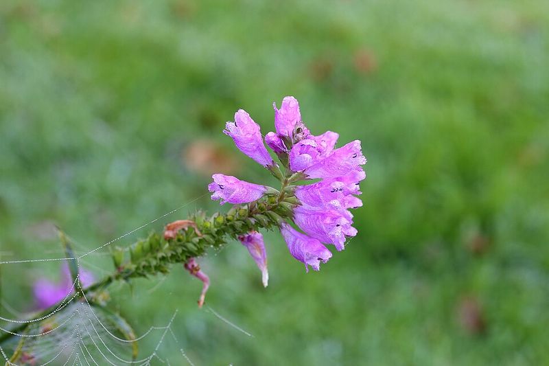 Obedient Plant Fills In Moist, Protected Spaces
