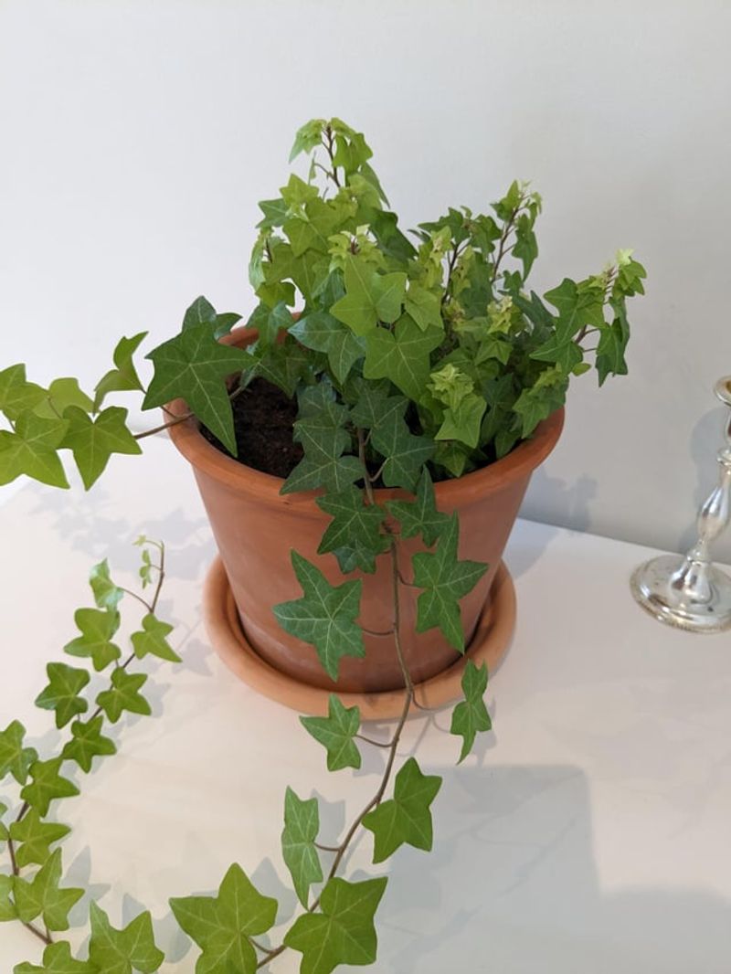 Miniature Ivy A Classic Climber For Mini Scenes