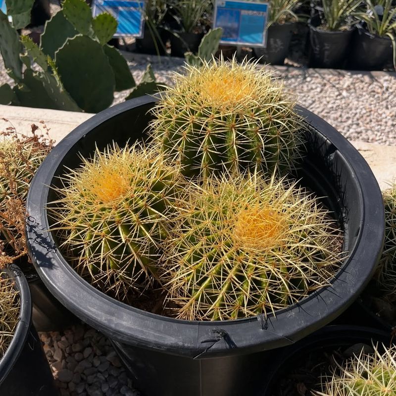 Golden Barrel Forms A Round Shape That Stays Compact