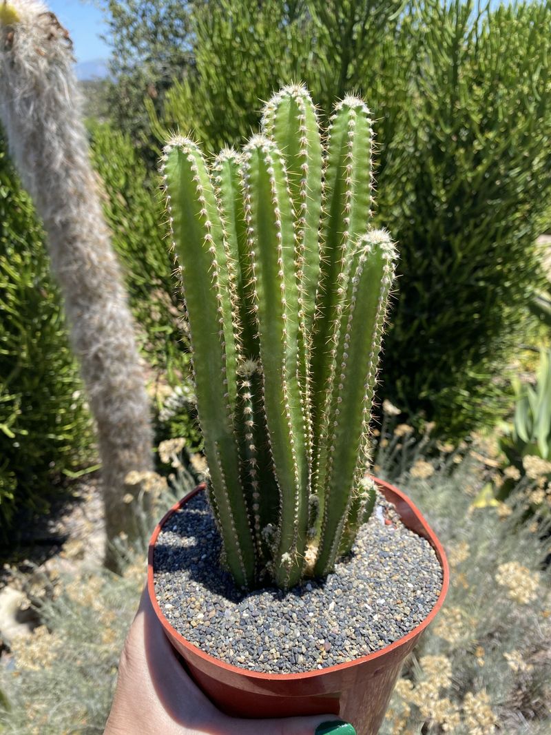 Fairy Castle Cactus