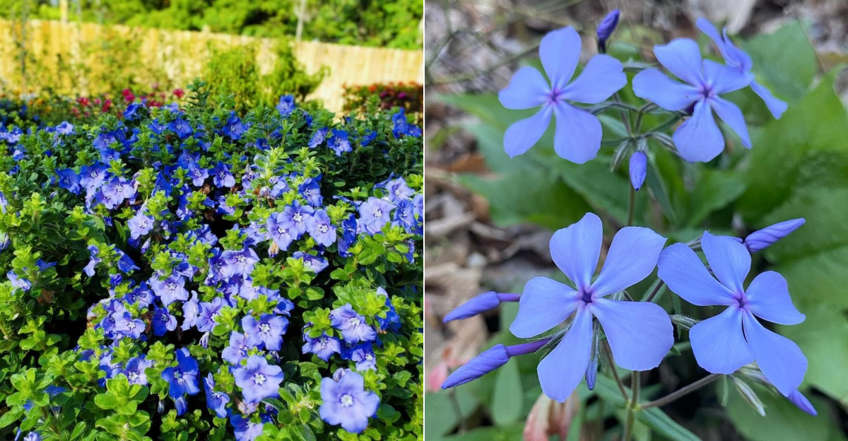 Blue Perennials For Florida Gardens