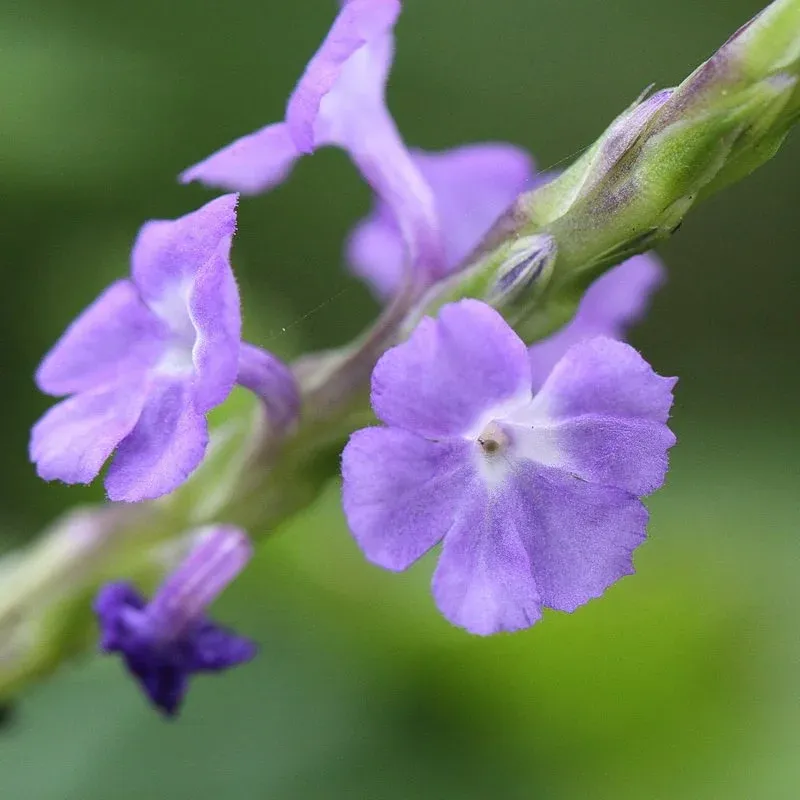 Blue Porterweed And Its Butterfly Magnet Blooms