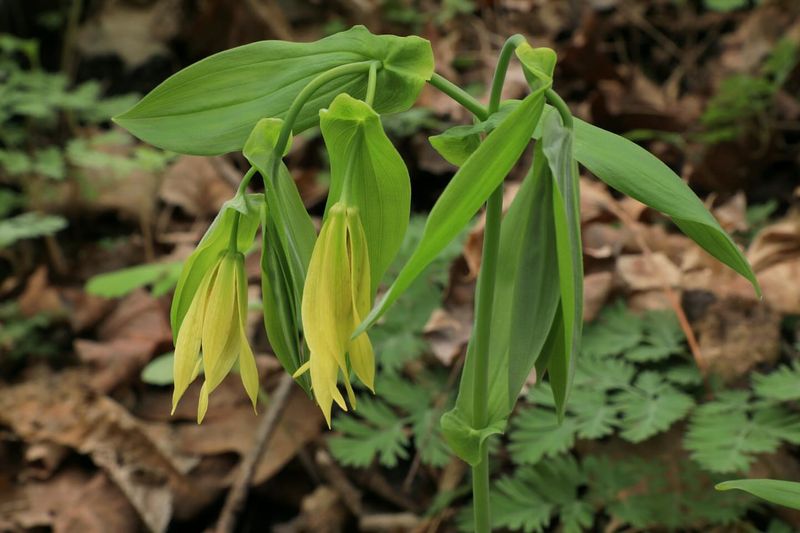 Large-Flowered Bellwort