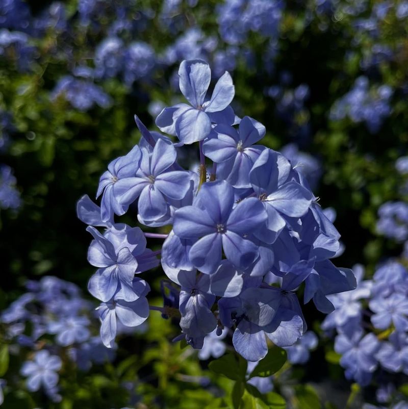 Plumbago Dominating With Soft Blue Color