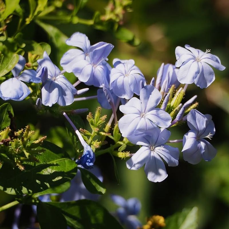 Cape Plumbago Keeps Blooming Strong
