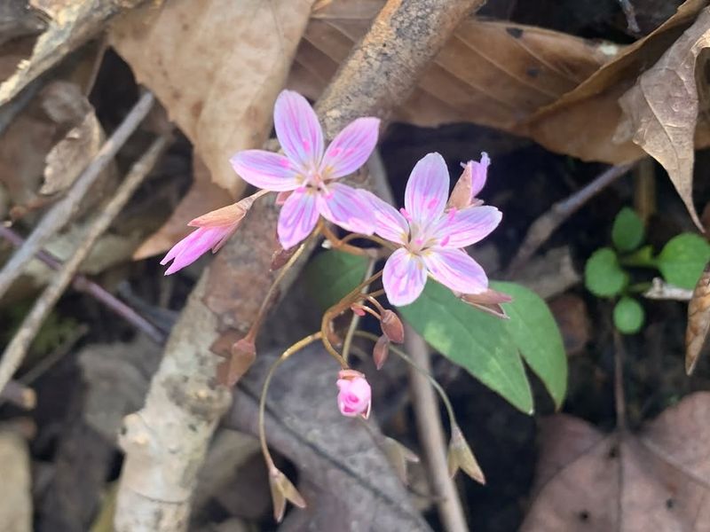 Carolina Spring Beauty A True Early Bloomer