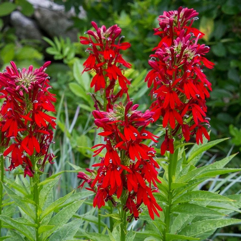 Cardinal Flower Brightens Wet Spots While Supporting More Prey