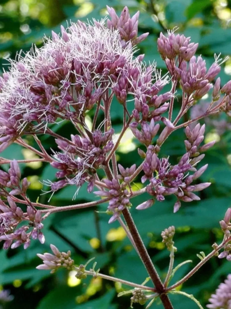 Joe Pye Weed