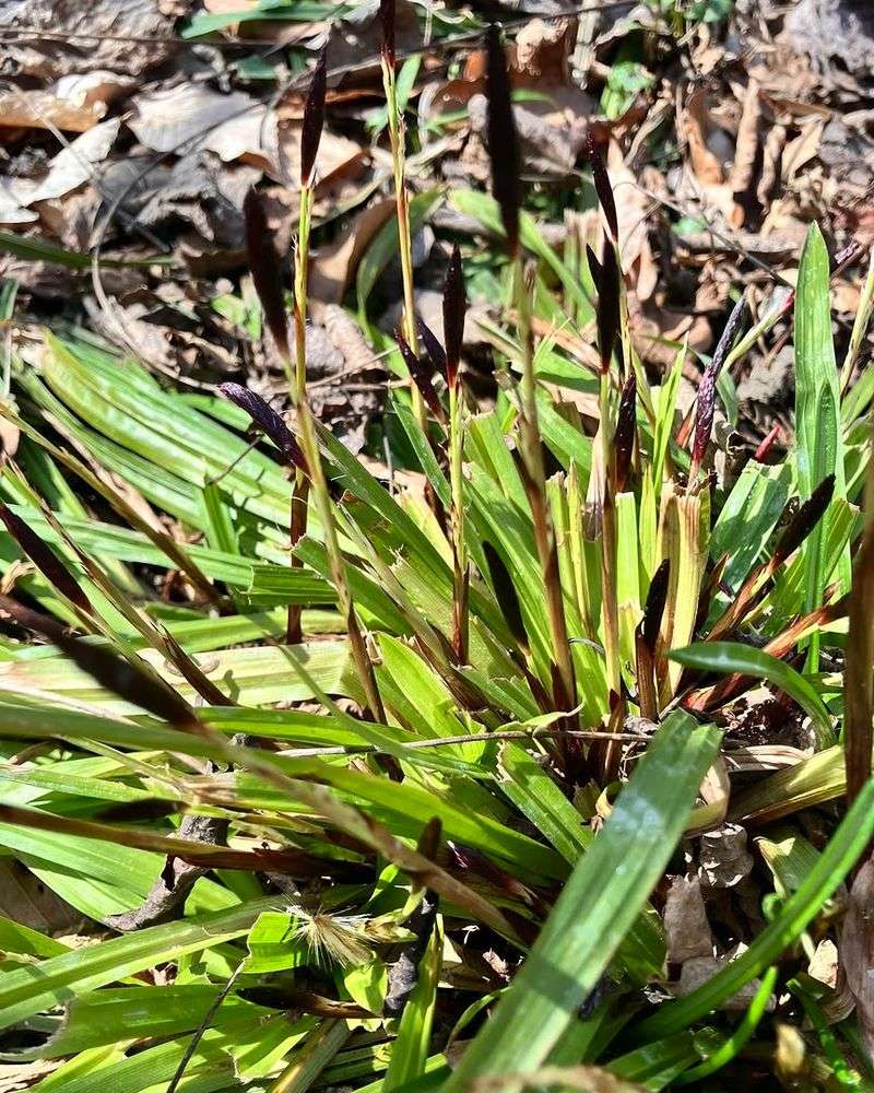 Plantain-Leaved Sedge (Carex Plantaginea)
