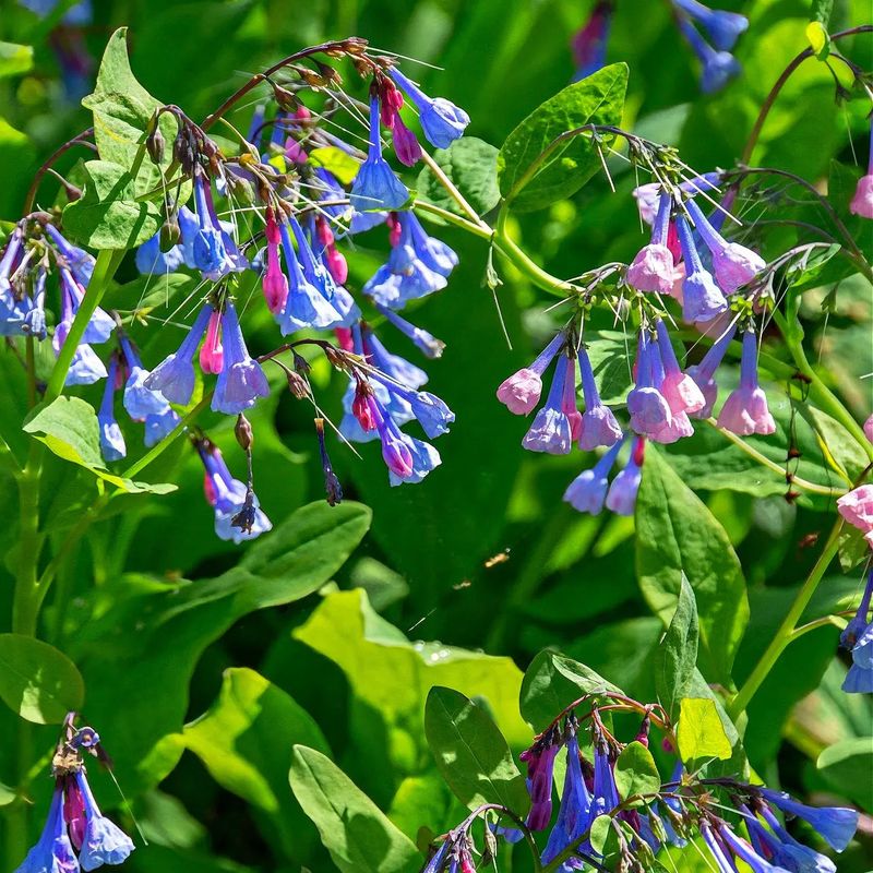 Virginia Bluebells (Mertensia Virginica)