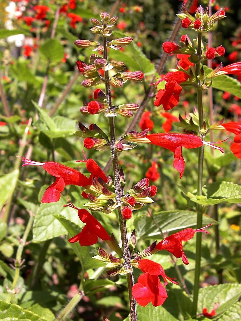 Scarlet Sage Produces Steady Blooms With Reliable Growth
