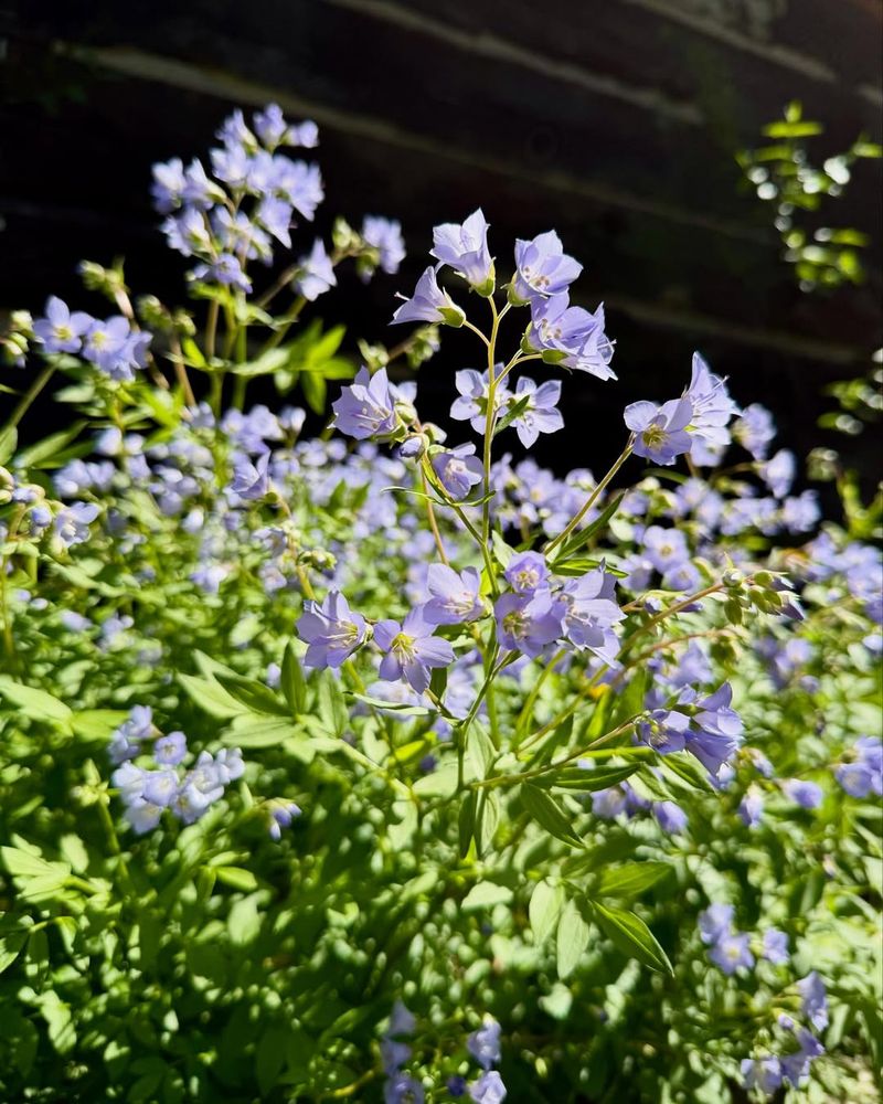 Jacob’s Ladder With Textured Foliage

