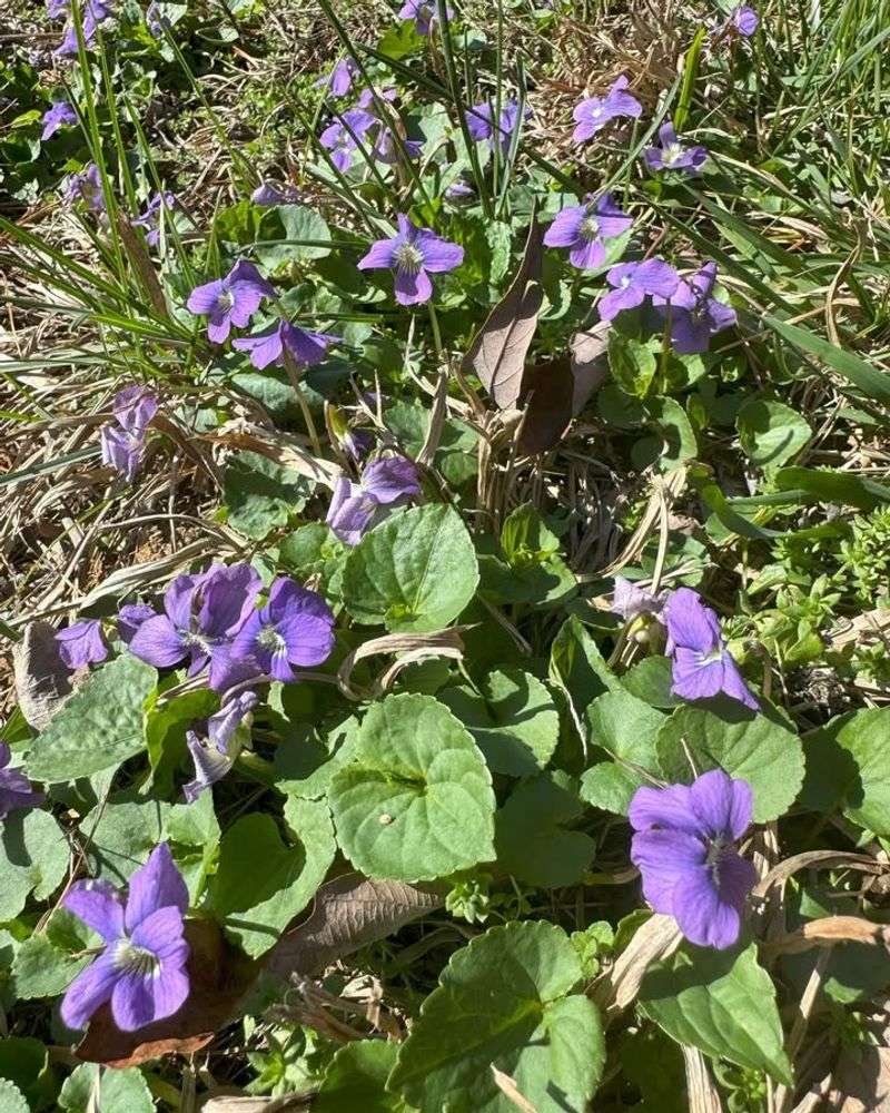 Common Blue Violet Stealing Every Eye
