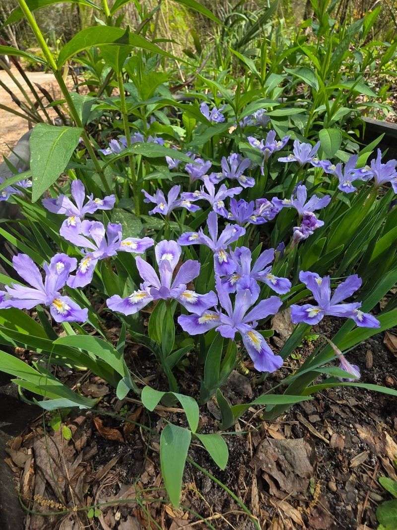 Dwarf Crested Iris Adds Color Without Taking Over