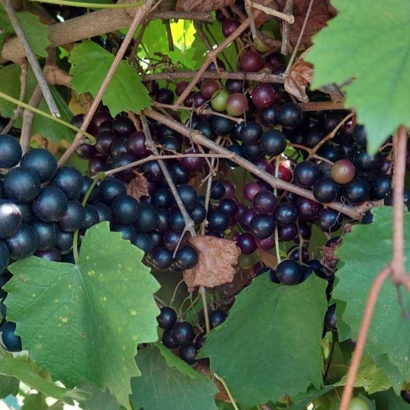 Muscadine Grapes Grow Stronger With Early Season Nutrient Support
