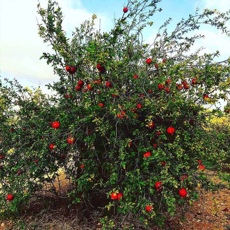 Pomegranate (Shrub Form)