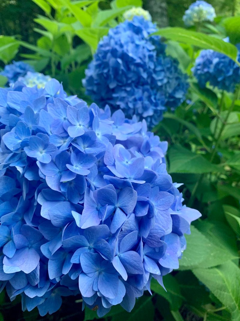 Hydrangeas Show Subtle Changes With Soil Adjustments