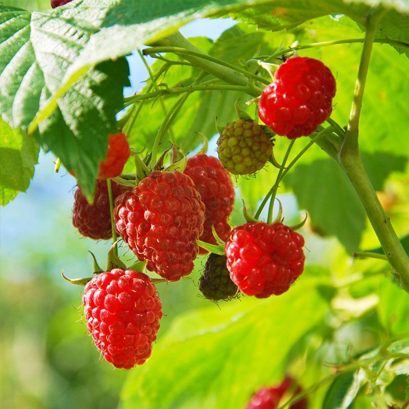 Raspberries That Reward Fast And Sweet For Michigan Gardens