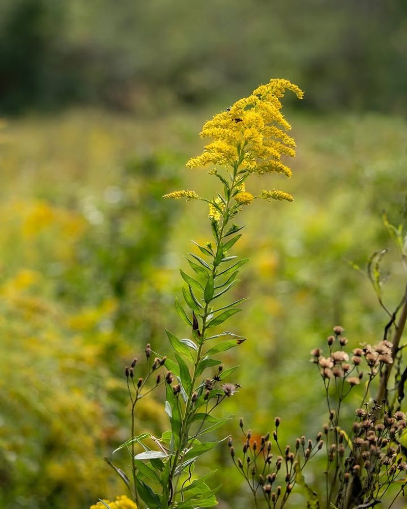 Sweet Goldenrod (Solidago Odora)