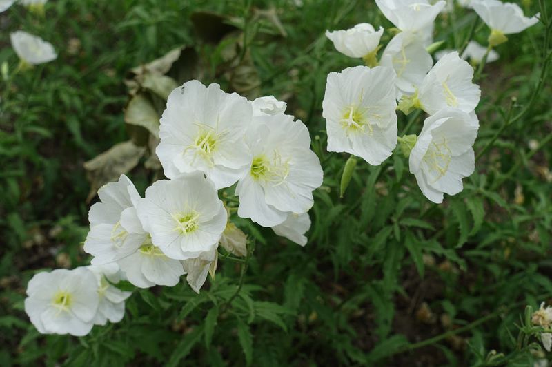 Pale Evening-Primrose Glows In The Fading Light