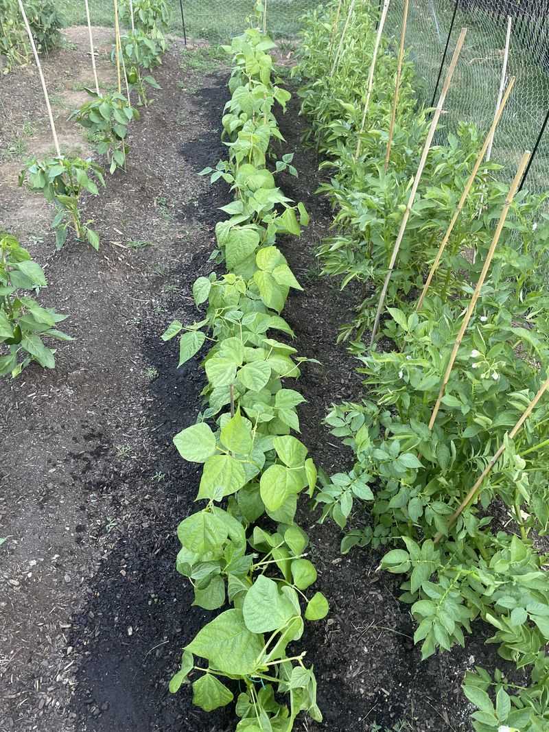 Bush Beans Produce Quickly Once Soil Warms