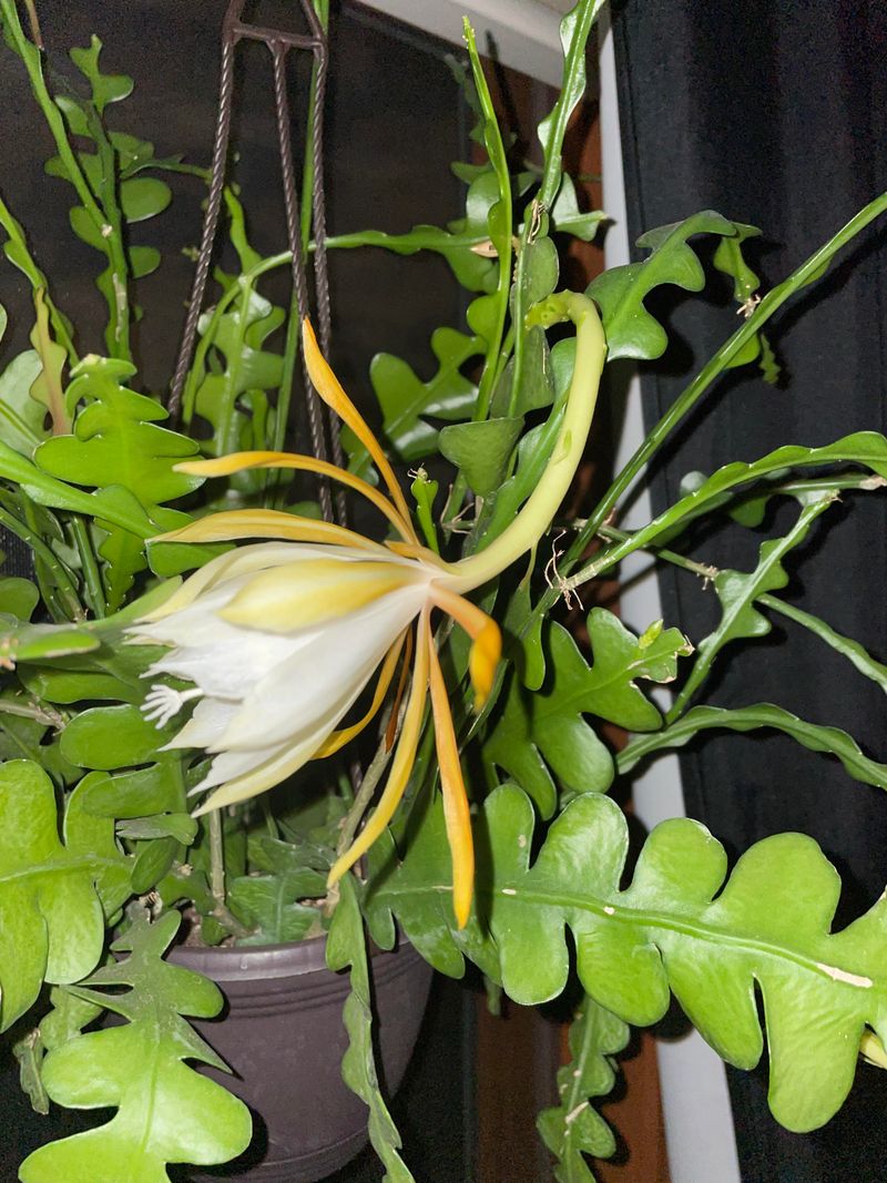 Stop Moving The Plant Once Buds Appear