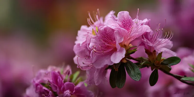 Give Azaleas An Acid-Loving Spring Start